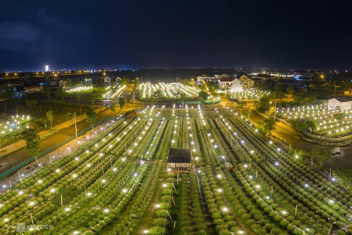 Vườn thanh long (nguồn: https://innoviet.com/dragon-fruit-garden-at-night-102.htm)